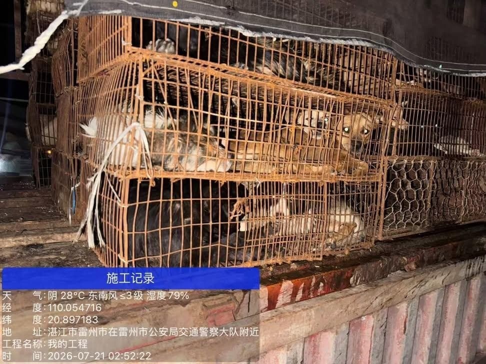 国内首次拦住狗车,500只狗,还是拦住两次,我以为动物保护会有里程碑的胜利,结果呢? 志愿者连夜追赶,全群报警,拦下两次,又被警察放行到农业局,说要无害化处理…