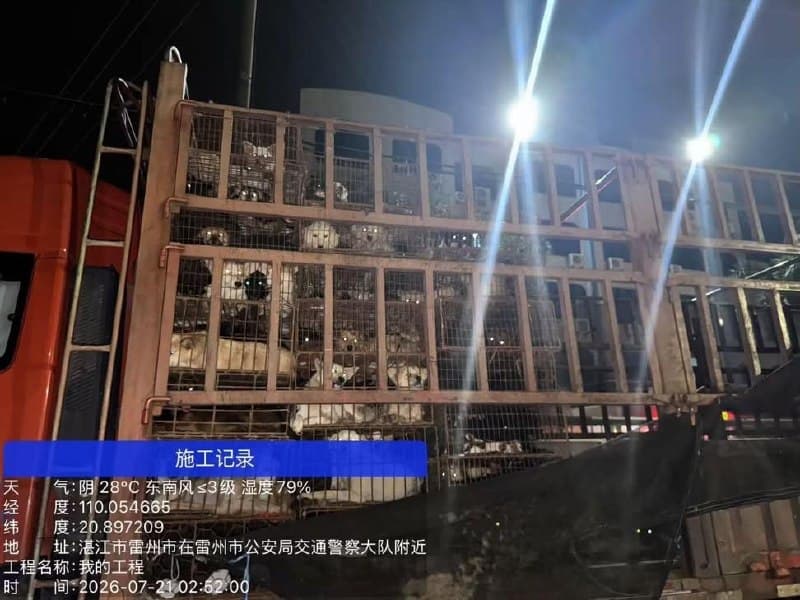 国内首次拦住狗车,500只狗,还是拦住两次,我以为动物保护会有里程碑的胜利,结果呢? 志愿者连夜追赶,全群报警,拦下两次,又被警察放行到农业局,说要无害化处理…