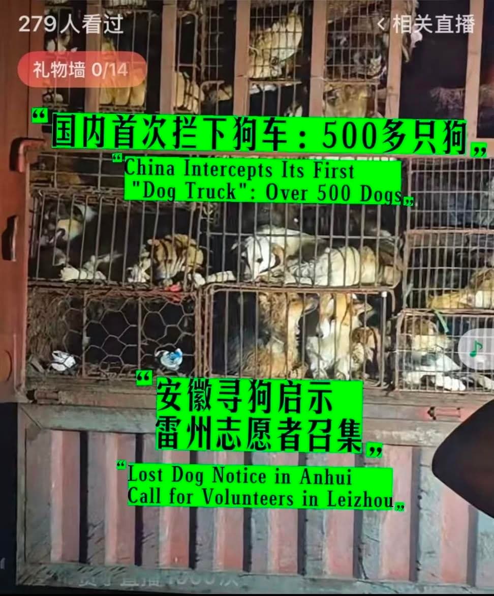 国内首次拦住狗车,500只狗,还是拦住两次,我以为动物保护会有里程碑的胜利,结果呢? 志愿者连夜追赶,全群报警,拦下两次,又被警察放行到农业局,说要无害化处理…